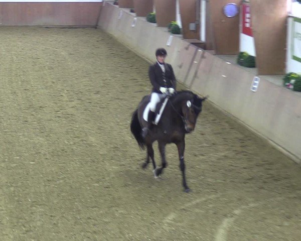 Reitturnier Bad Salzuflen 2024
