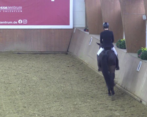 Reitturnier Bad Salzuflen 2024