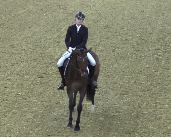 Reitturnier Bad Salzuflen 2024