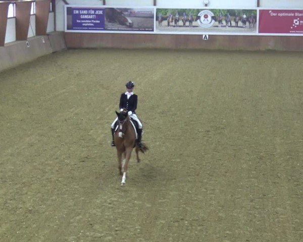 Reitturnier Bad Salzuflen 2024