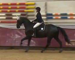 Pferd So Coeur (Hannoveraner, 2014, von Scuderia)