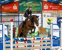 jumper Casalliano 2 (Holsteiner, 2016, from Casall Ask)