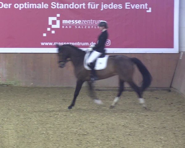 Reitturnier Bad Salzuflen 2024
