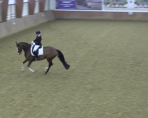Reitturnier Bad Salzuflen 2024