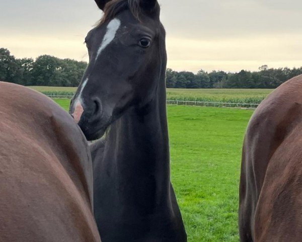 horse Felddiamant (Oldenburg, 2021, from Quality Control)