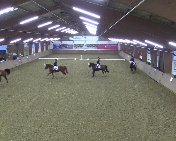 Reitturnier Bad Salzuflen 2024