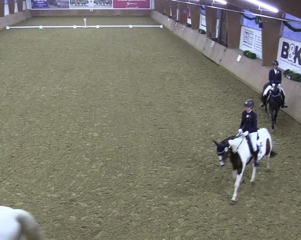 Reitturnier Bad Salzuflen 2024