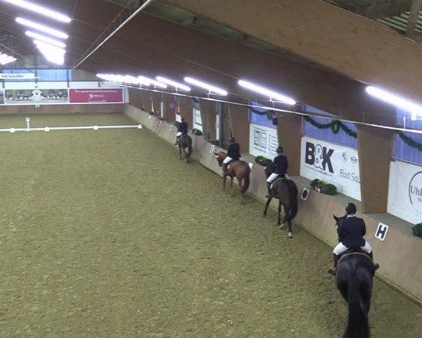 Reitturnier Bad Salzuflen 2024