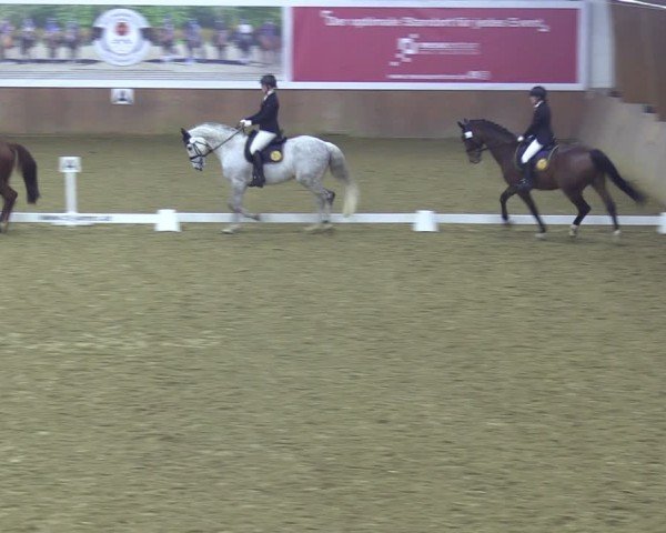 Reitturnier Bad Salzuflen 2024