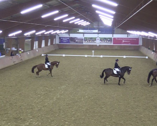 Reitturnier Bad Salzuflen 2024