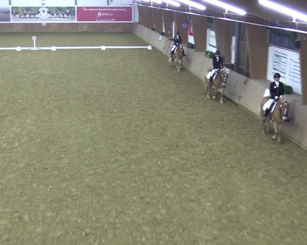 Reitturnier Bad Salzuflen 2024