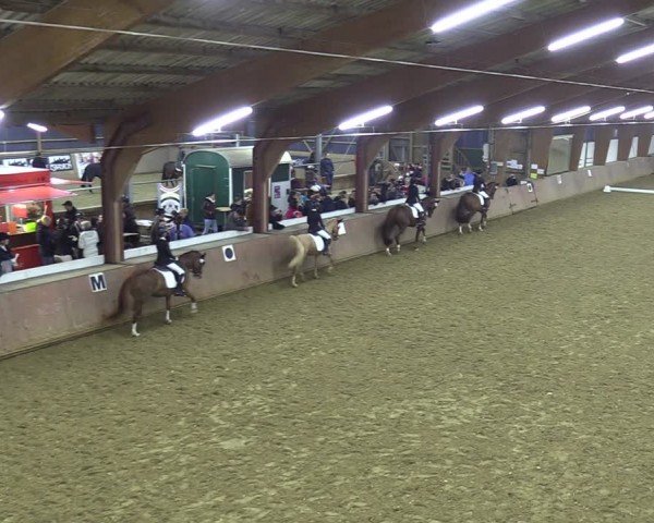 Reitturnier Bad Salzuflen 2024