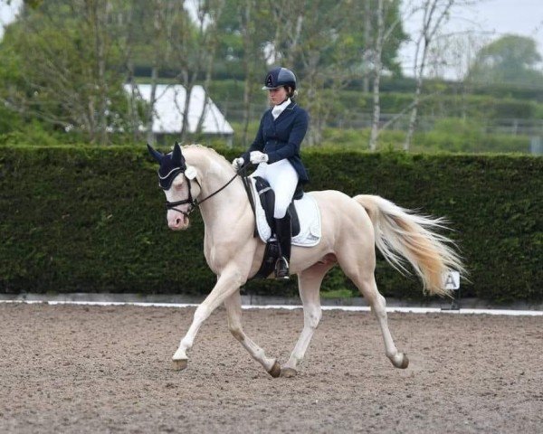 Pferd Multicouture (Anglo Europäisches Sportpferd, 2015, von Multicolor II GF)