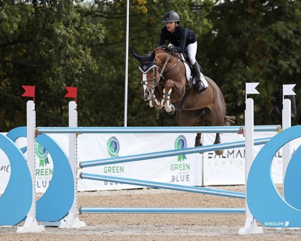 jumper Halocia (KWPN (Royal Dutch Sporthorse), 2012, from Bustique)