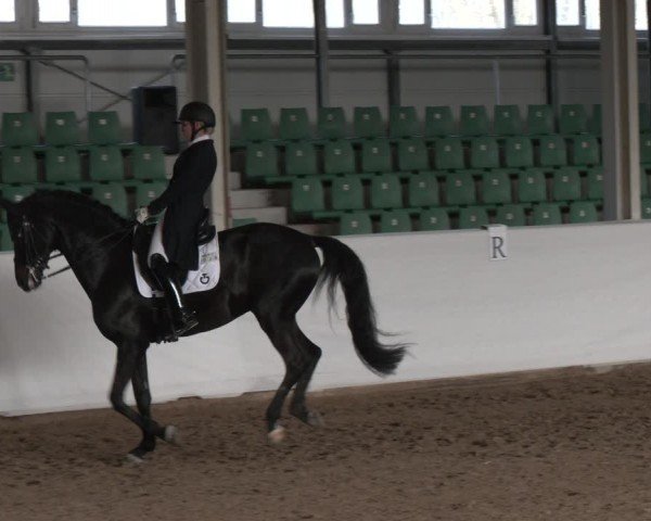 Reitturnier Zweibrücken-Landgestüt / Halle 2024