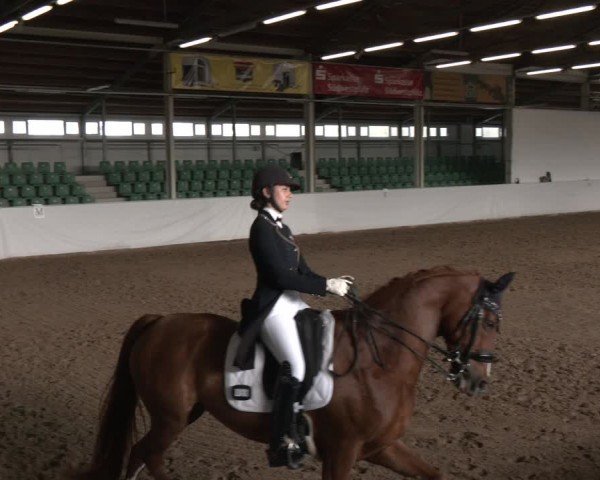 Reitturnier Zweibrücken-Landgestüt / Halle 2024