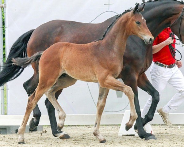 horse Zauber II (Westphalian, 2023, from Zauberlehrling PS OLD)