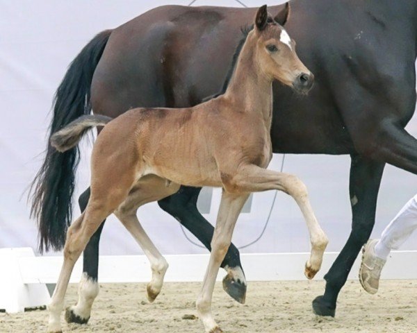 horse Dorina (Westphalian, 2023, from Dynamic Dream)