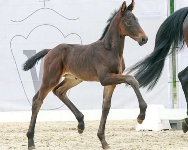 horse Viva Valentina (Westphalian, 2023, from Velvedere)