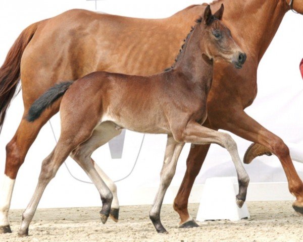 horse For Joy B (Westphalian, 2023, from For Dance)