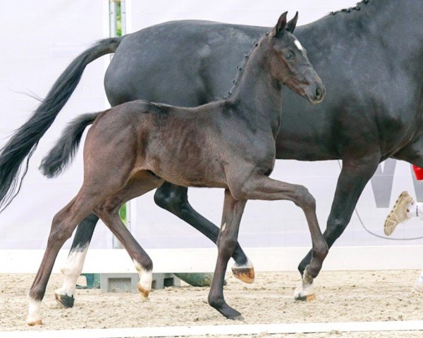 horse Total Joy (Westphalian, 2023, from Total Hope OLD)