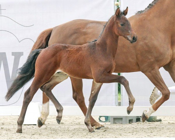 horse Diebesglück (Westphalian, 2023, from Diamantenglanz)