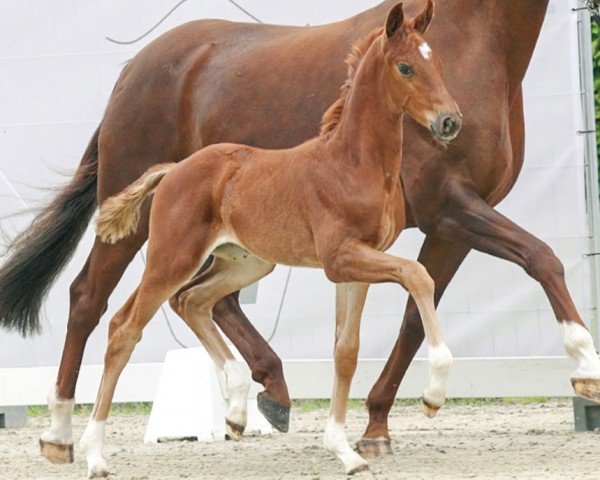 horse Valea (Westphalian, 2023, from Viva Vitalis 2)