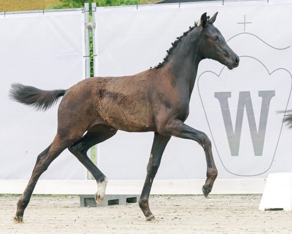 Pferd Santana B (Westfale, 2023, von St. Emilion)