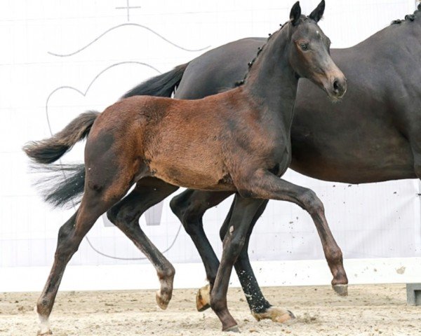 horse Scarlett (Westphalian, 2023, from Secret)
