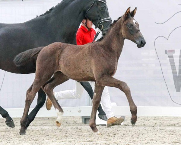 horse Eyecatcher (Westphalian, 2023, from Escanto PS OLD)