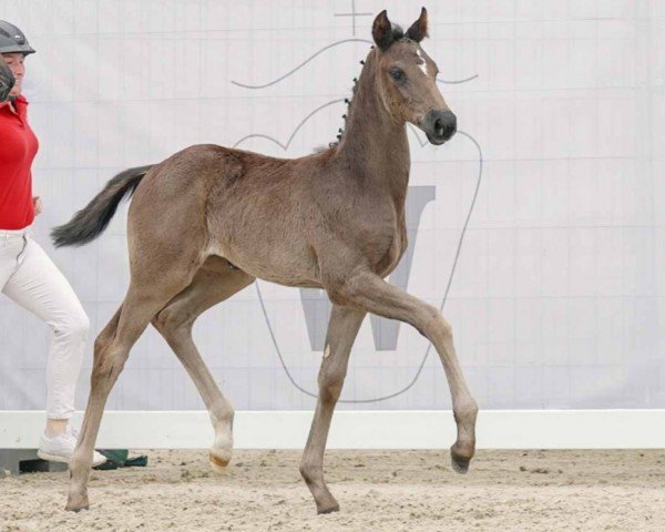 Pferd Elisha (Westfale, 2023, von Escanto PS OLD)