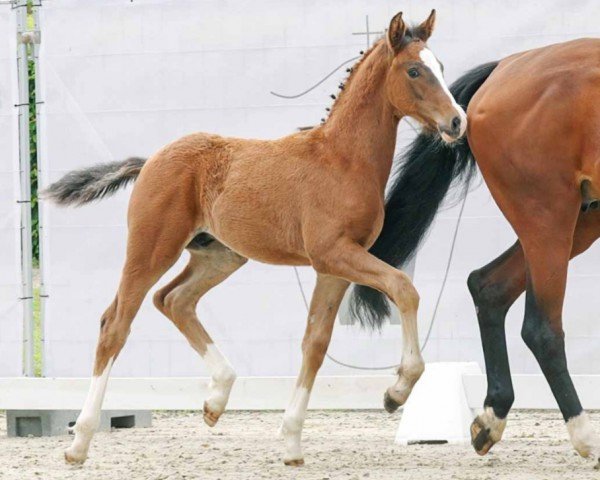 horse Zoom' little Dancer (Westphalian, 2023, from Zoom)