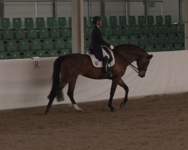 Reitturnier Zweibrücken-Landgestüt / Halle 2024