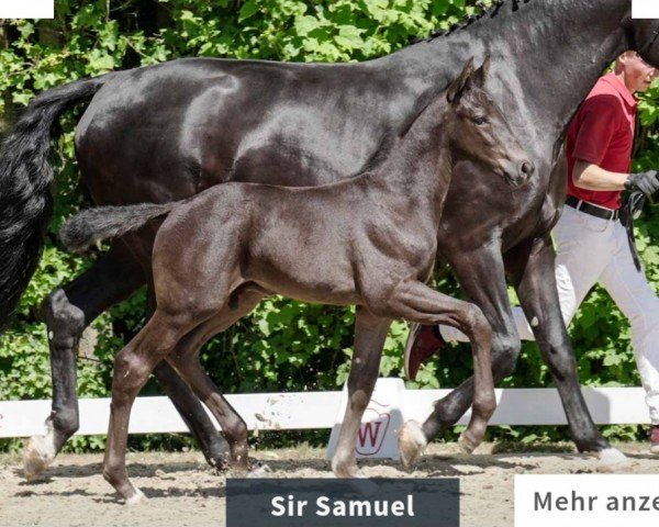 horse Sir Samuel (Westphalian, 2022, from Segantini FRH)