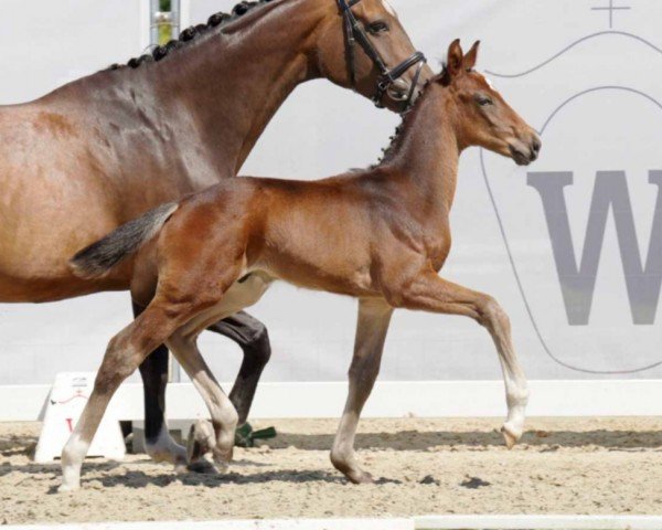 horse Vilamendhoo (Westphalian, 2022, from Vaderland OLD)