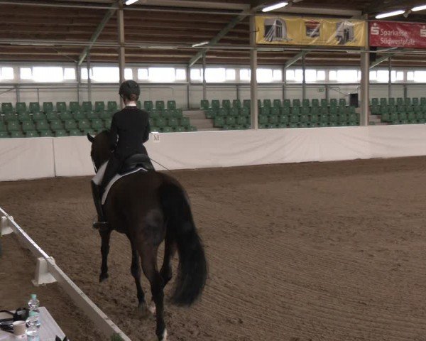 Reitturnier Zweibrücken-Landgestüt / Halle 2024