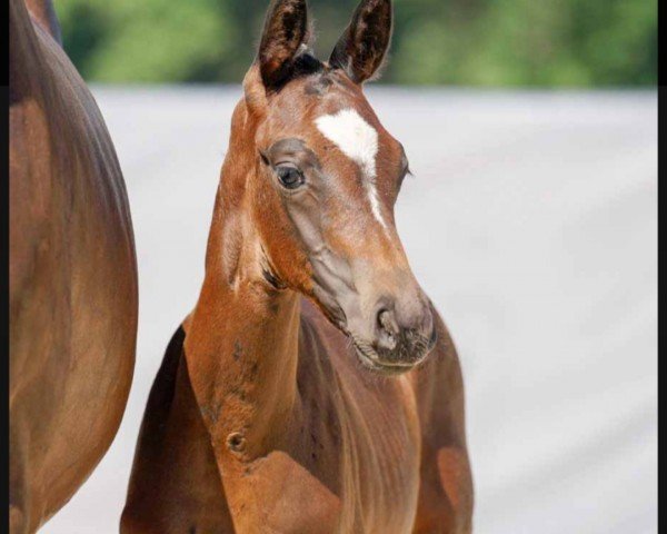 horse Fariana B (Westphalian, 2022, from Franziskus FRH)