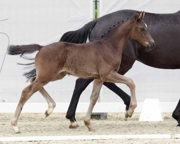 horse Glamour Rose MB (Westphalian, 2022, from Galaxy)