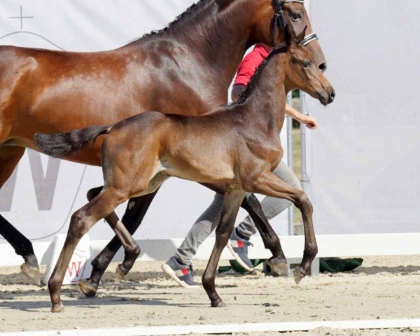horse Tinkerbell (Westphalian, 2022, from Total Diamond PS)