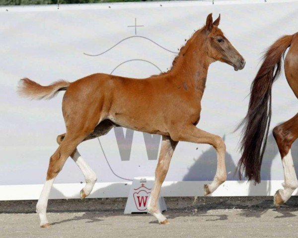 horse Fürstin Fabaya (Westphalian, 2022, from Fürst Samarant)