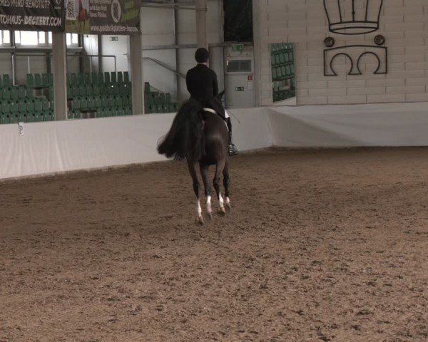 Reitturnier Zweibrücken-Landgestüt / Halle 2024