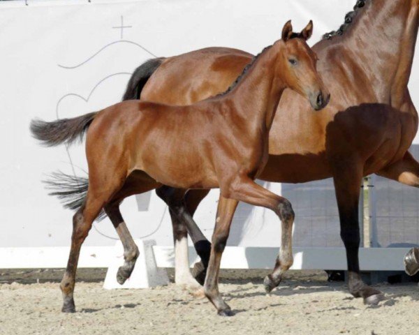 horse Vivalena (Westphalian, 2022, from Vivaldos)