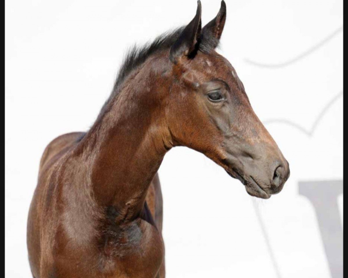 Pferd B on Fire (Westfale, 2022, von Bonfire HW)