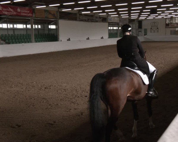 Reitturnier Zweibrücken-Landgestüt / Halle 2024