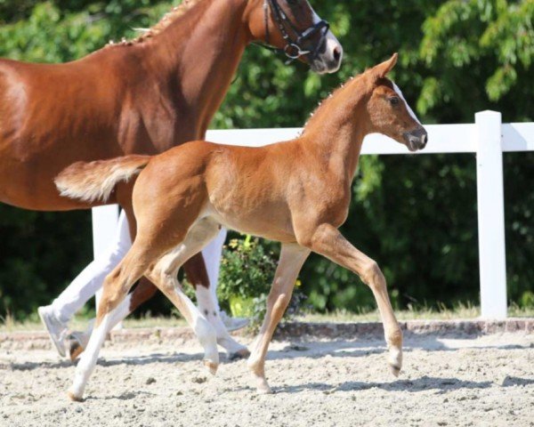 horse Luzie von der Kaiserkrone (German Sport Horse, 2023, from DSP Oganero P)
