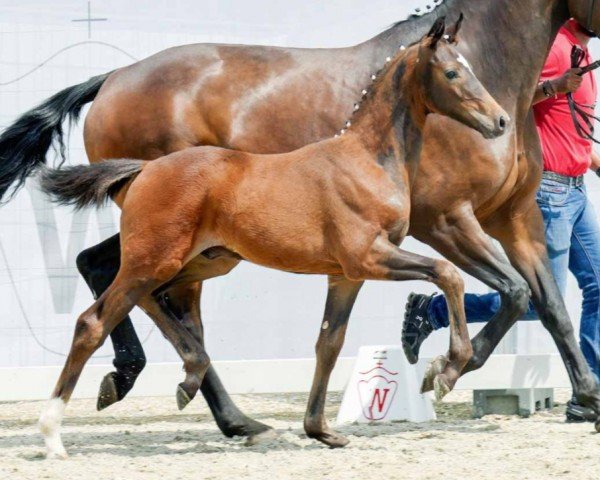 horse Vincento (Westphalian, 2022, from Venido)