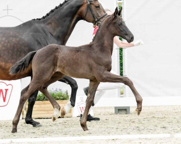 horse Fuerteventura (Westphalian, 2022, from Fürst Belissaro)