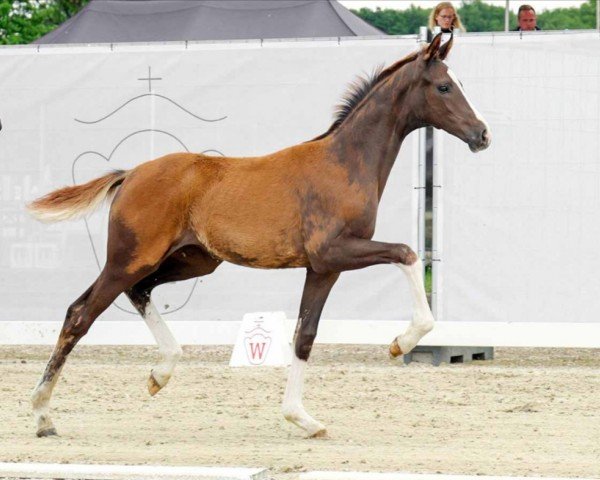 horse Stute von Bonds / Sir Heinrich (Westphalian, 2022, from Bonds)