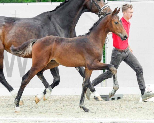 stallion Fisherman's Friend (Westphalian, 2022, from Fynch Hatton)