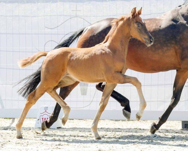 horse Virginia (Westphalian, 2022, from Viva Gold OLD)